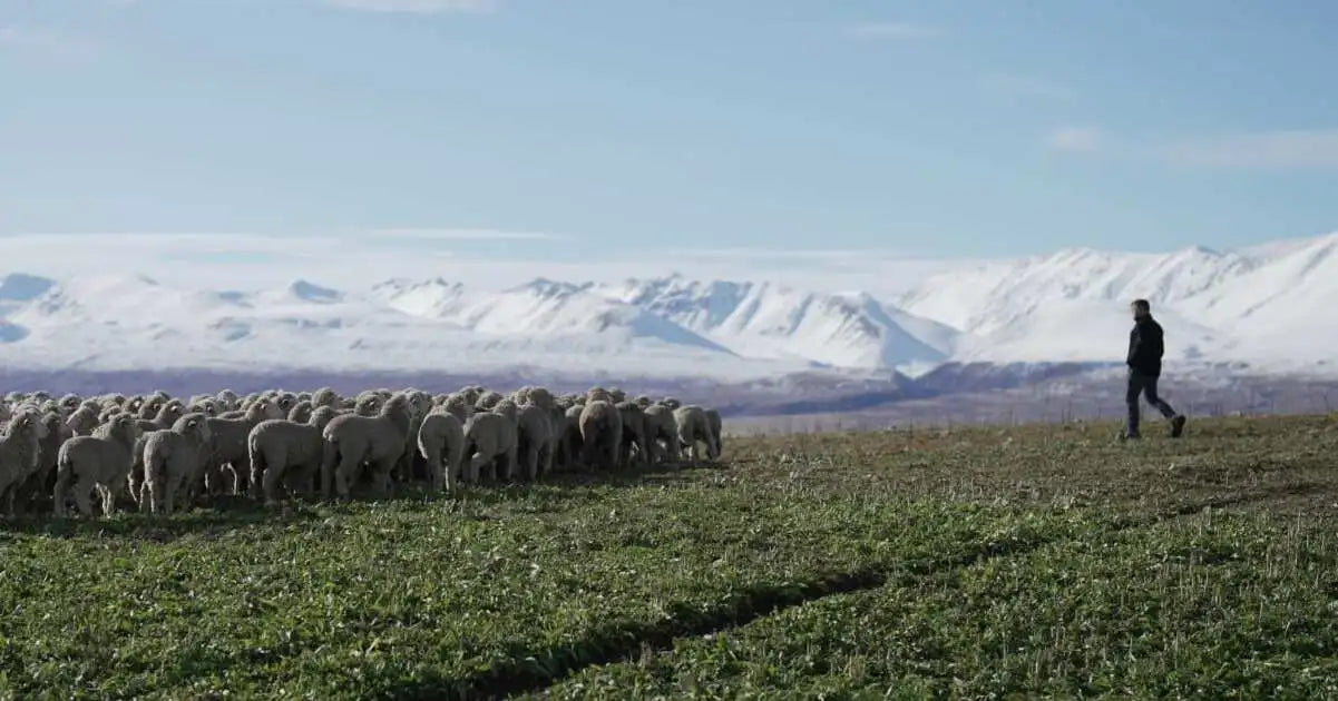 Ein Feld in Neuseeland, im Hintergrund sind die verschneiten Berge und im Vordergrund ein Bauer mit seinen Merinoschafen