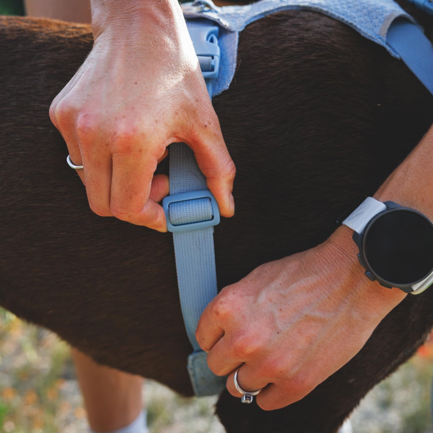 Hundegeschirr – Ruffwear – Front Range Flex Harness – Ruffwear – Bild 15