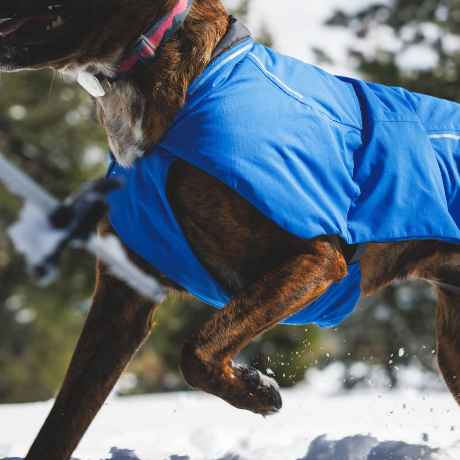 Hundejacke – Ruffwear – Vert Jacket – Ruffwear – Bild 6