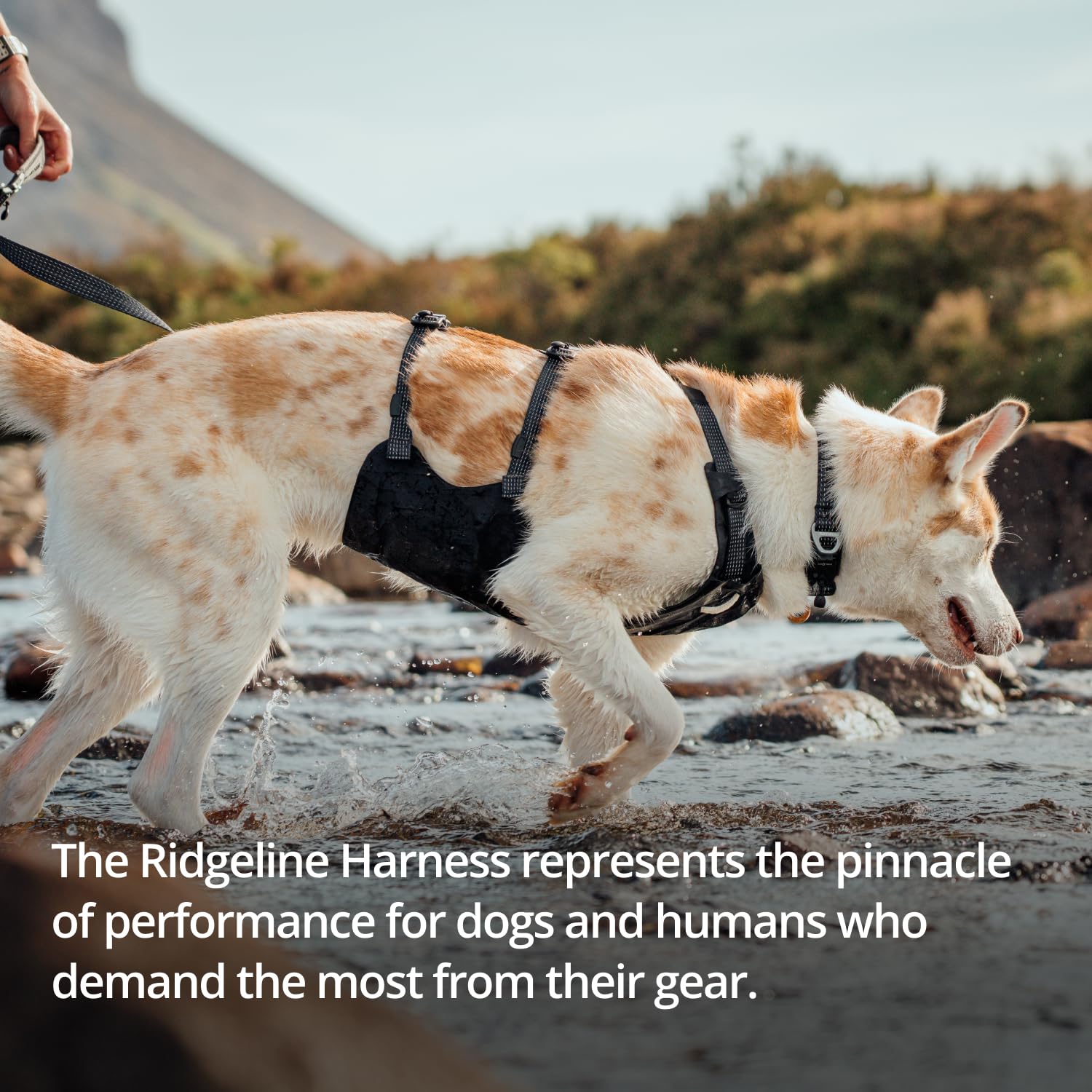 Hundegeschirr – Ruffwear – Ridgeline Harness – Ruffwear – Bild 5