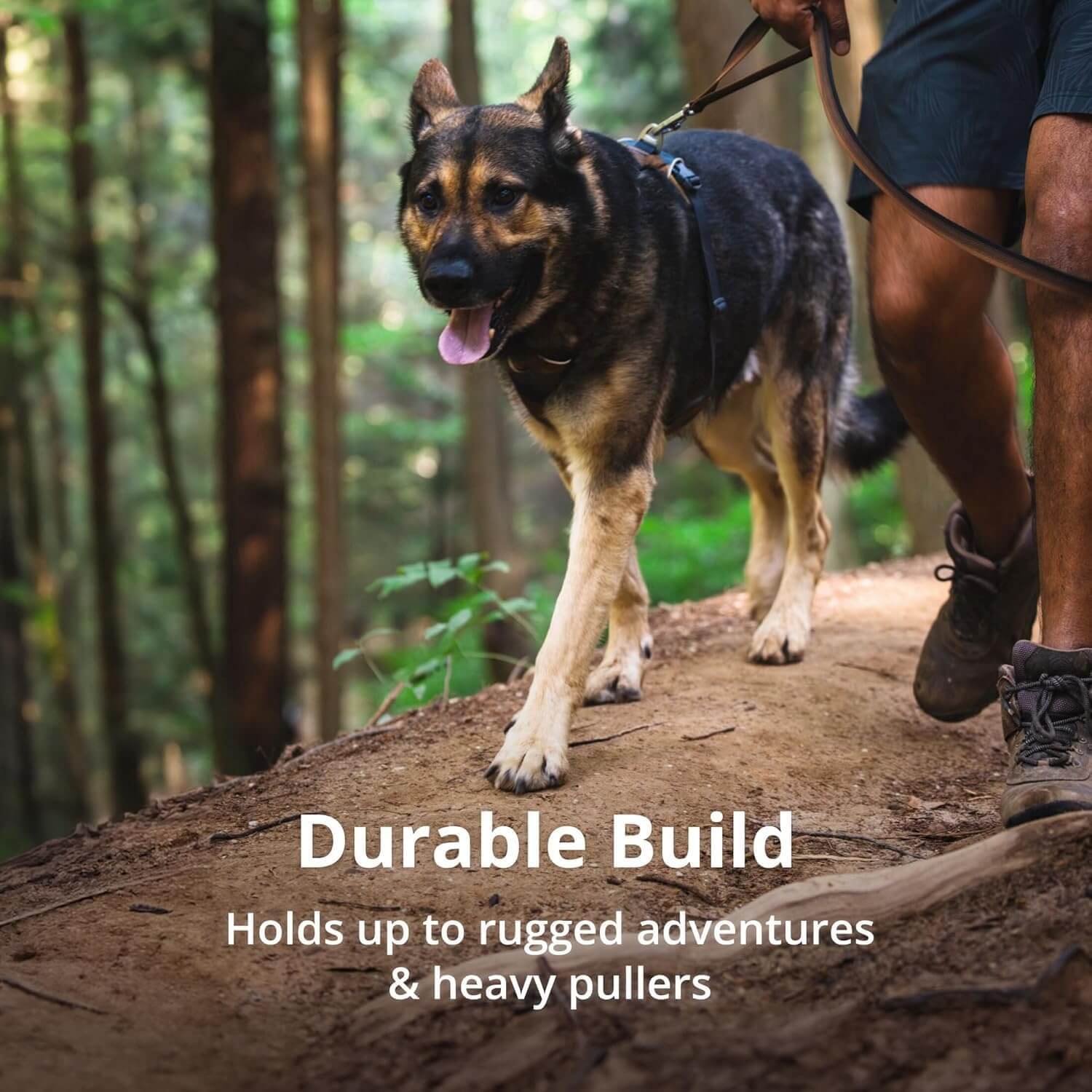 Hier ist ein Schäferhund mit seinem Besitzer im Wald unterwegs - der Hund trägt ein Front Range Geschirr, was sich auch für solche Hunderassen eignet, da dieses aus robusten Material hergestellt ist